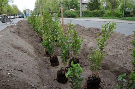 Fagyalsövényt telepít Újbuda önkormányzata a Föld Napja tiszteletére