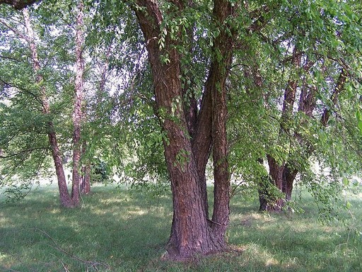 Hamarosan kezdi a FŐKERT Nonprofit Zrt. a fák lemosó permetezését | kép forrása: wikipedia.org / Bruce Marlin