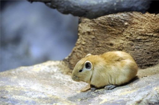 Gundik érkeztek a fővárosi állatkertbe | kép forrása: MTI / Kovács Attila