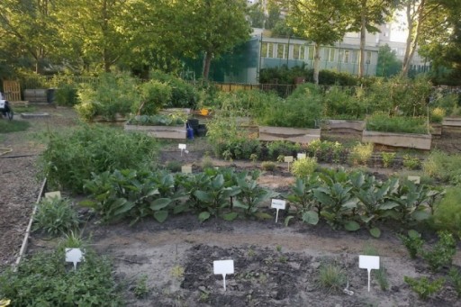 Áprilisban nyílik Budafok-Tétény első közösségi kertje