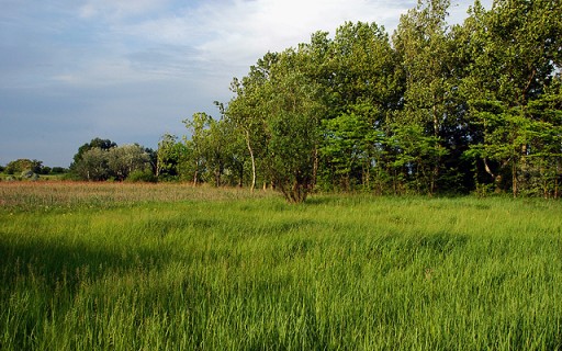 Új helyi jelentőségű természetvédelmi terület Budapesten | kép forrása: www.budapest.hu