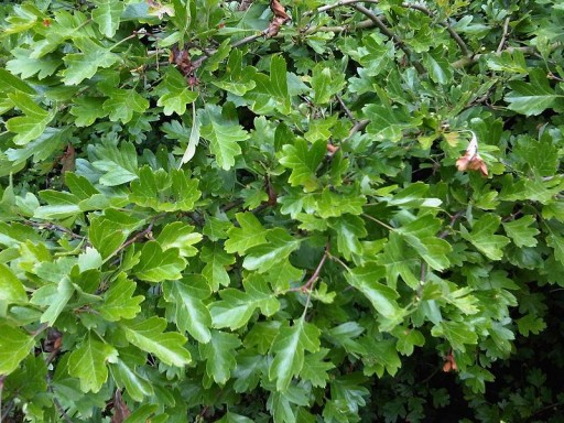 A Főkert Nonprofit Zrt. megkezdte a Szent Gellért rakpart fásítását | kép forrása: wikipedia.org / Emőke Dénes