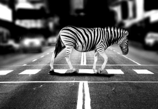 Kőbánya három pontján létesít zebrát a Budapesti Közlekedési Központ | kép forrása: www.kobanya.hu