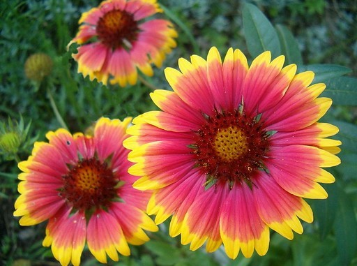 Közel harmincezer egynyári palántát ültetnek el Kispesten | kép forrása: wikipedia.org